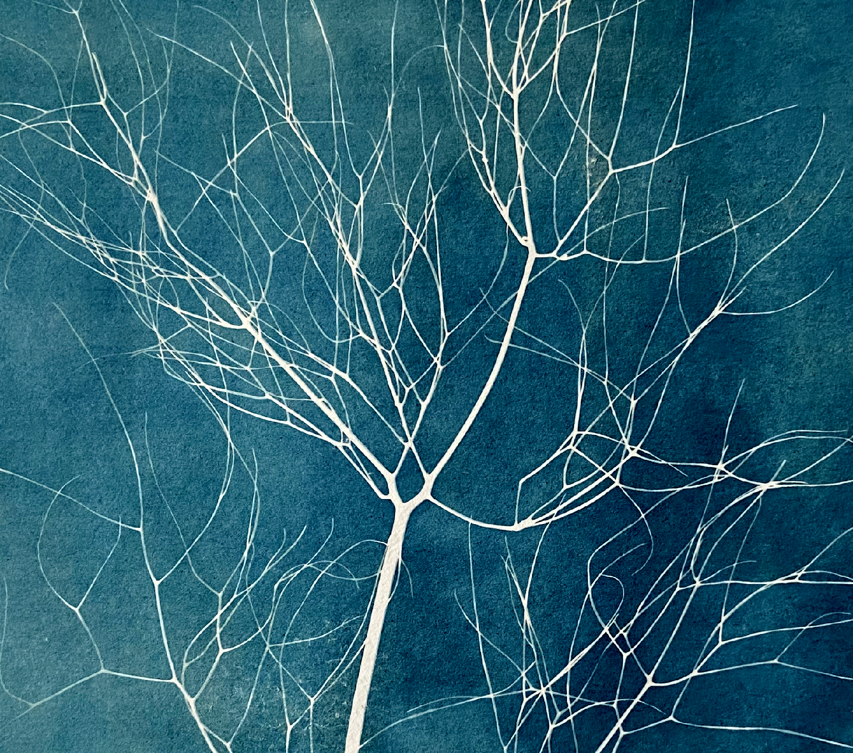 image-cyanotype-anne-sophie-delion